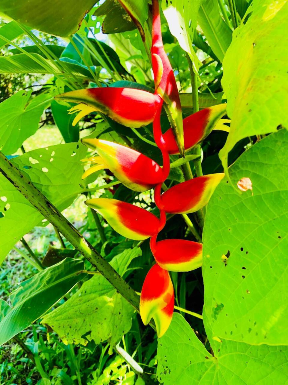Casa Oceana Bed & Breakfast Bocas del Toro Esterno foto